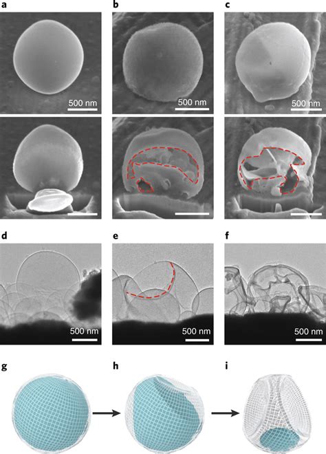 Kirkendall Voids Formed In Li Deposits Ac Sem Images Of Li Deposits