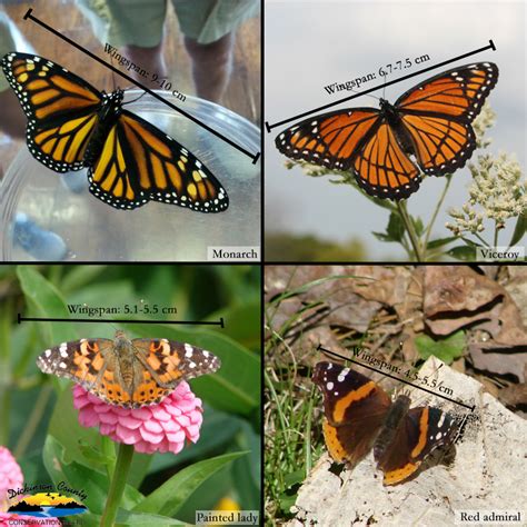 Spiritual Meaning Of The Monarch Butterfly Postureinfohub