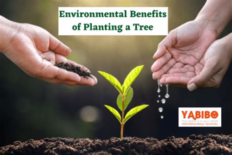 Environmental Benefits Of Planting A Tree