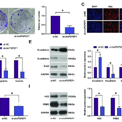 Silencing Circpgpep1 Inhibits Rcc Cell Proliferation Invasion