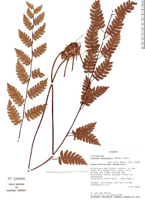 Cyathea Latevagans Rapid Reference The Field Museum