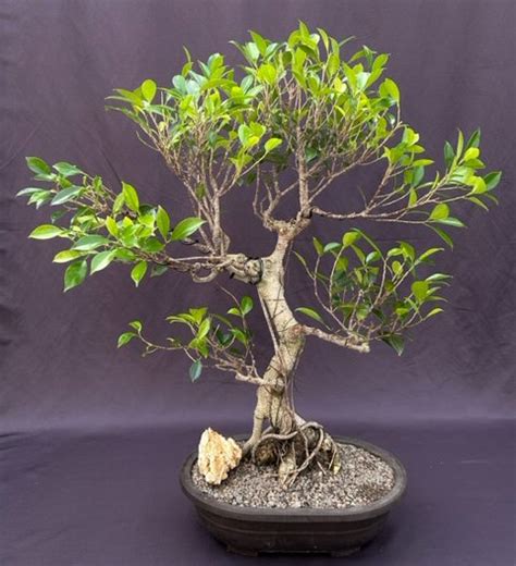 Ficus Retusa Bonsai Treecurved Trunk And Tired Branchingficus Retusa