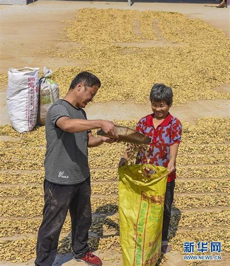 河北深州：小花生鼓起農民「錢袋子」 每日頭條