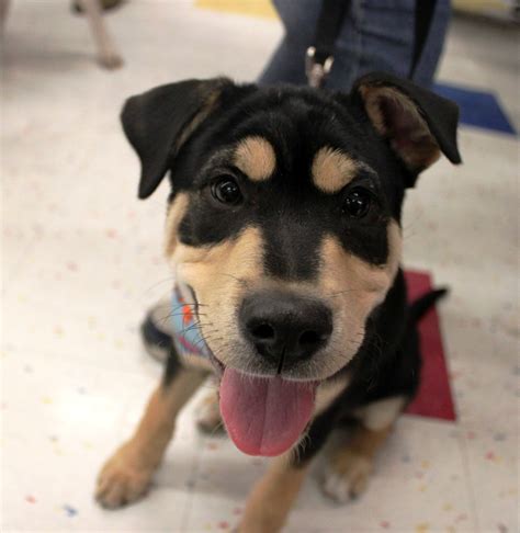 Pits and Pastries: Pitty Puppies!