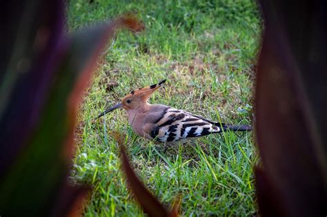 Hoopoe Bird Ornithology - Free photo on Pixabay - Pixabay