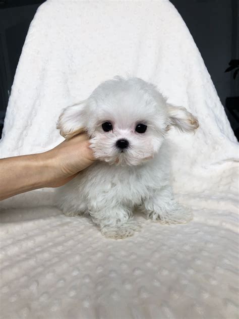 Teacup Maltipoo Puppy white teddy bear face! PUFF - iHeartTeacups