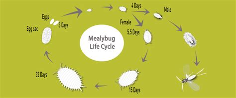 life cycle of mealybugs - BioBee USA