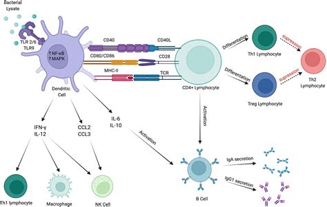 Frontiers Promising Immunomodulatory Effects Of Bacterial Lysates In