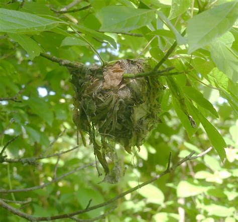 Bells Vireo Nest Dpwagtail Flickr