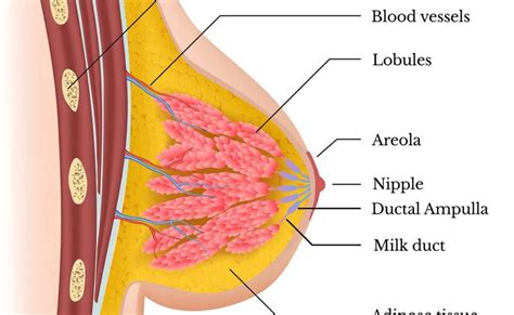 Female Chest Muscles Anatomy