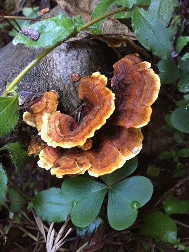 Stereum Versicolor Macrohongos De Cali Colombia Naturalista Colombia