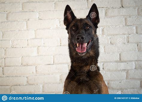 Retrato De Un Perro Pastor Belga Imagen De Archivo Imagen De Belga