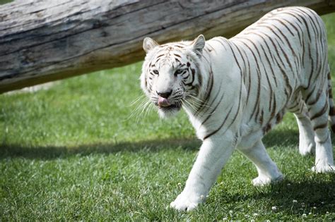 Why Are Bengal Tigers Endangered Reasons They Are Threatened With