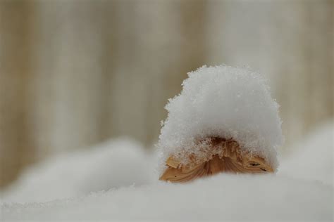 Pilze Im Schnee Jensensphotography Flickr