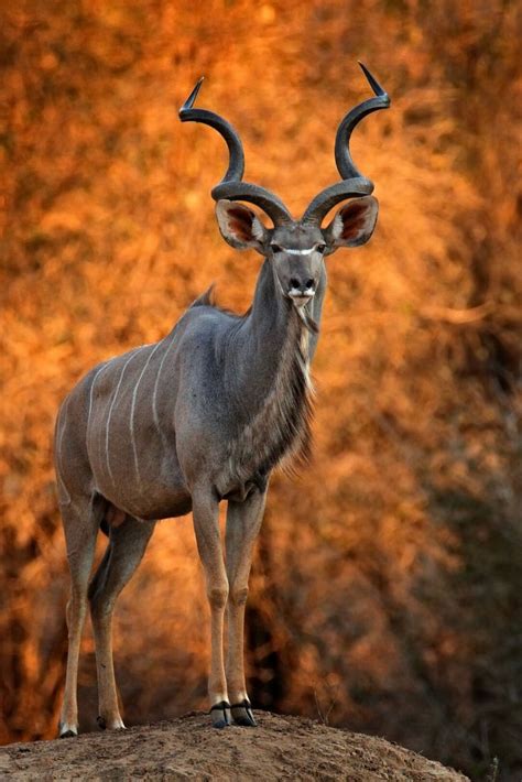 Greater Kudu Majestic Horned Antelope In Mana Pools