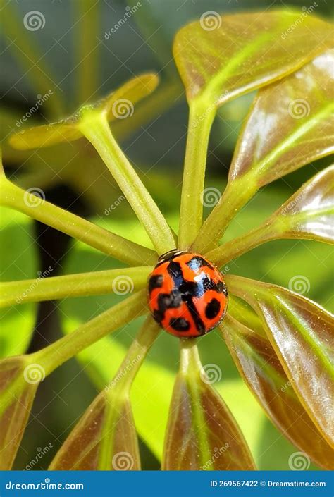 Ladybugs Ladybird Beetles Coleoptera Coccinellidae Royalty Free Stock