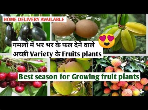 Best Fruit Plants Variety In Priya Nursery Grow March In Month Youtube