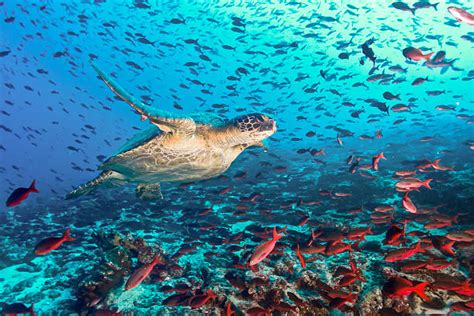 La ONU Da Luz Verde Al Primer Tratado Global Sobre La Biodiversidad