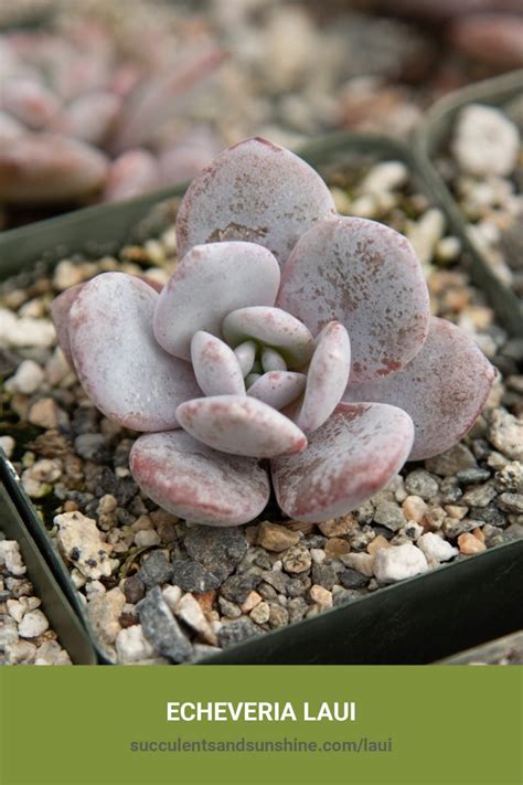 Echeveria Laui Succulents And Sunshine