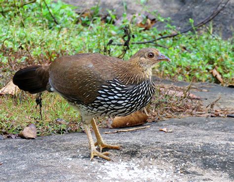 Just About Everything Endemic Birds Of India Happy New Year