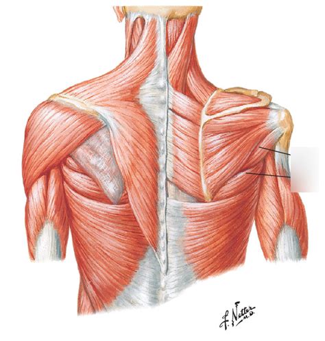 1 1 Axilla Posterior Spots Netters Diagram Quizlet