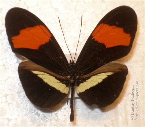 Photo Heliconius Melpomene