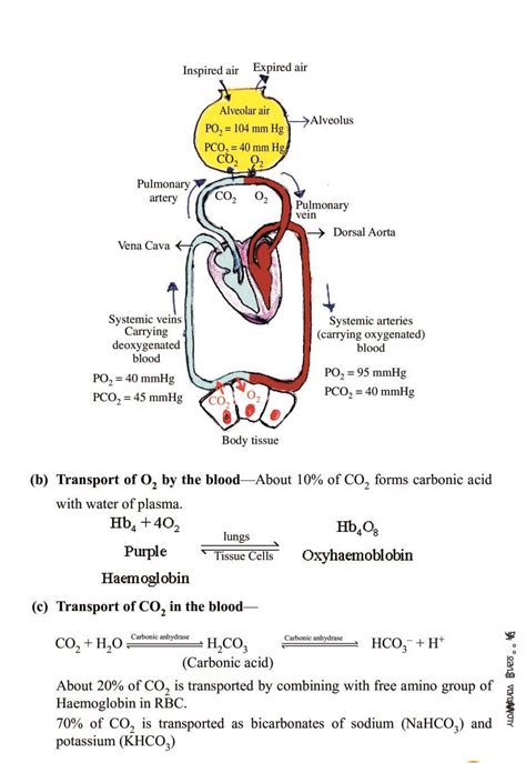 CBSE Notes Class 11 Biology Breathing And Exchange Of Gases