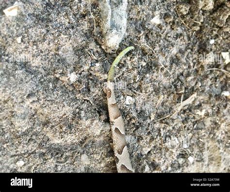 Juvenile Southern Copperhead With Green Tipped Tail Stock Photo Alamy