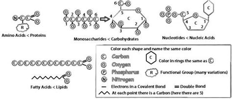 1 Macromolecules Diagram Quizlet