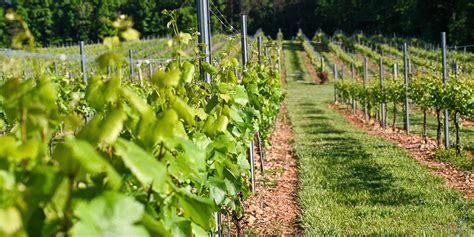 22 Of The Best Yadkin Valley Wineries To Sip And Savor Now