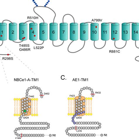 Pdf Topology Of Nbce1 Protein Transmembrane Segment 1 And Structural