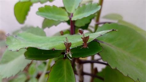 How To Grow Kalanchoe Pinnata Propagation Of Miracle