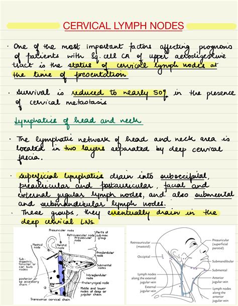 Solution Cervical Lymph Nodes Studypool