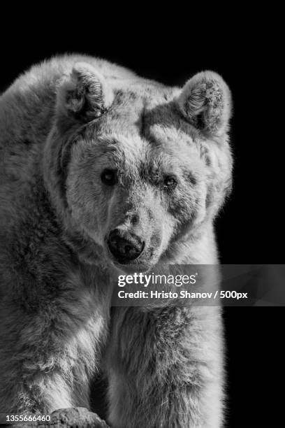 Polar Bear Black Background Photos And Premium High Res Pictures