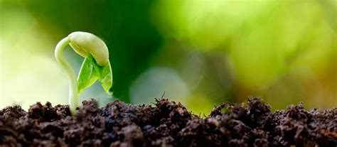 Como otimizar a germinação das sementes na lavoura