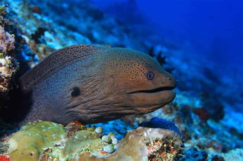 Moray Saltwater Eel Complete Aquarium Care Guide Fishkeeping World