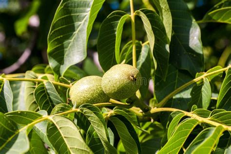 Dichte Omhooggaand Van De Okkernootboom Met Groene Vruchten Juglans Regiaboom Stock Foto