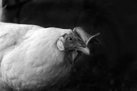 Fotos Gratis Pájaro Ala En Blanco Y Negro Fotografía Fauna