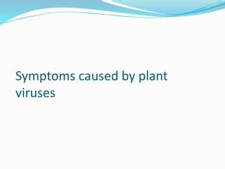 Symptoms of plant viruses | PPT