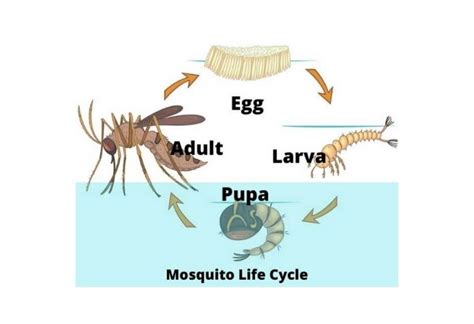 Daur Hidup Nyamuk Dan Penjelasan Setiap Fasenya Dunia Fauna | Hot Sex ...
