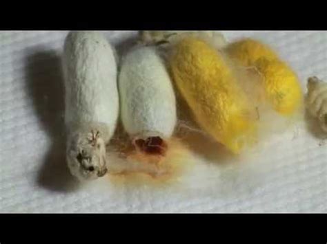 Silkworms Hatching Together Youtube