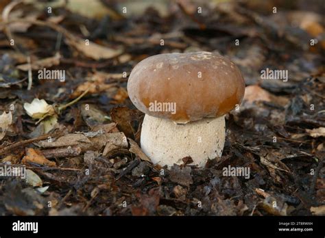 Bolete Boletus Edulis Is A Basidiomycete Fungus And The Type Species