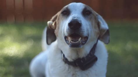 Greyador (The Greyhound Lab Mix Breed) - LabraJoy