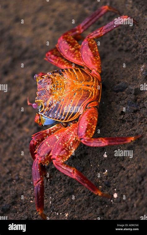 Sally Lightfoot Crab Grapsus Grapsus Colourful Crab On Rock