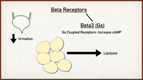 Beta Adrenergic Receptors Types Function Location Stimulation Effects