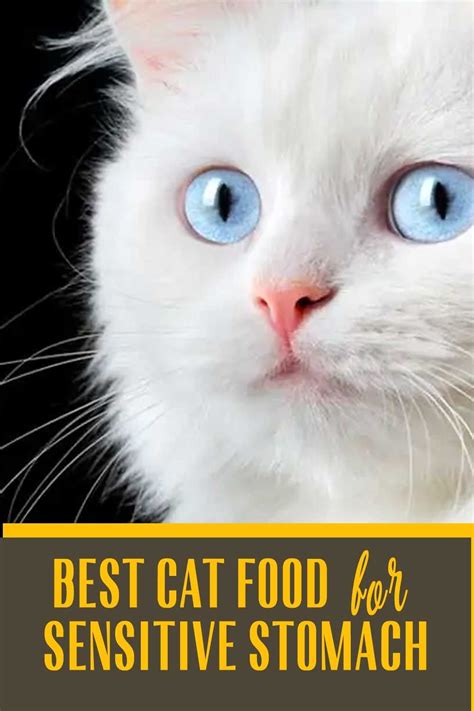 Best Cat Food For Sensitive Stomach Meowpassion Sensitive Stomach