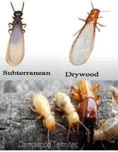 Understanding Different Types Of Termite Species