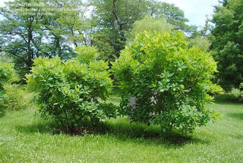 Plantfiles Pictures Cotinus Species American Smoketree Chittamwood