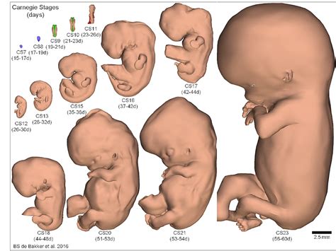 El Desarrollo De Un Embri N Humano En D