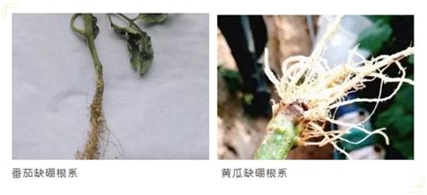 缺硼只对开花结果有影响？硼对根系发育也有影响作物种植专栏汕头市微补植物营养科技有限公司